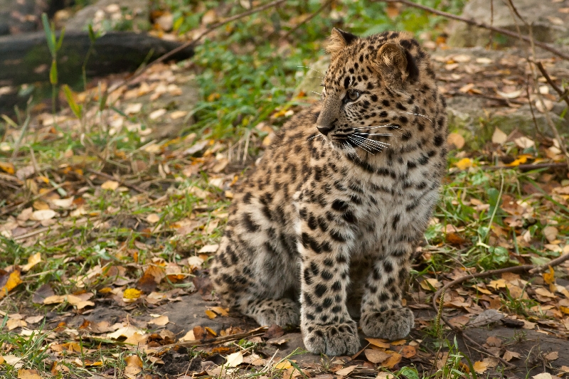 AMur leopard cub