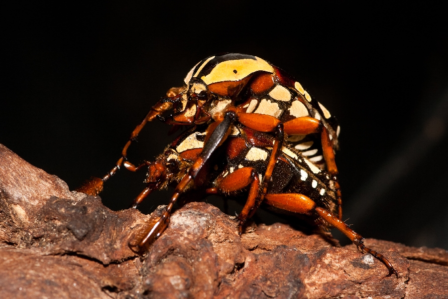 A pair of beetles