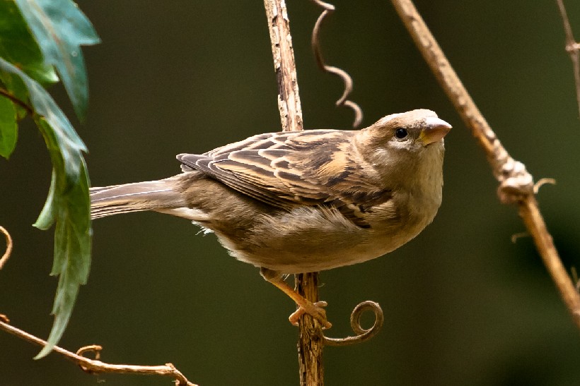 Sparrow on the branch