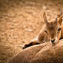 Young Caspian urial