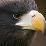 Steller's sea eagle stare close-up