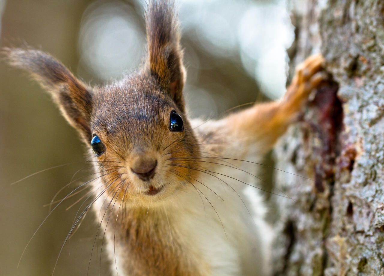 Squirrel's closeup portrait