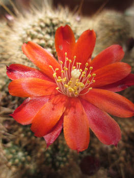 One orange flower on a cactus