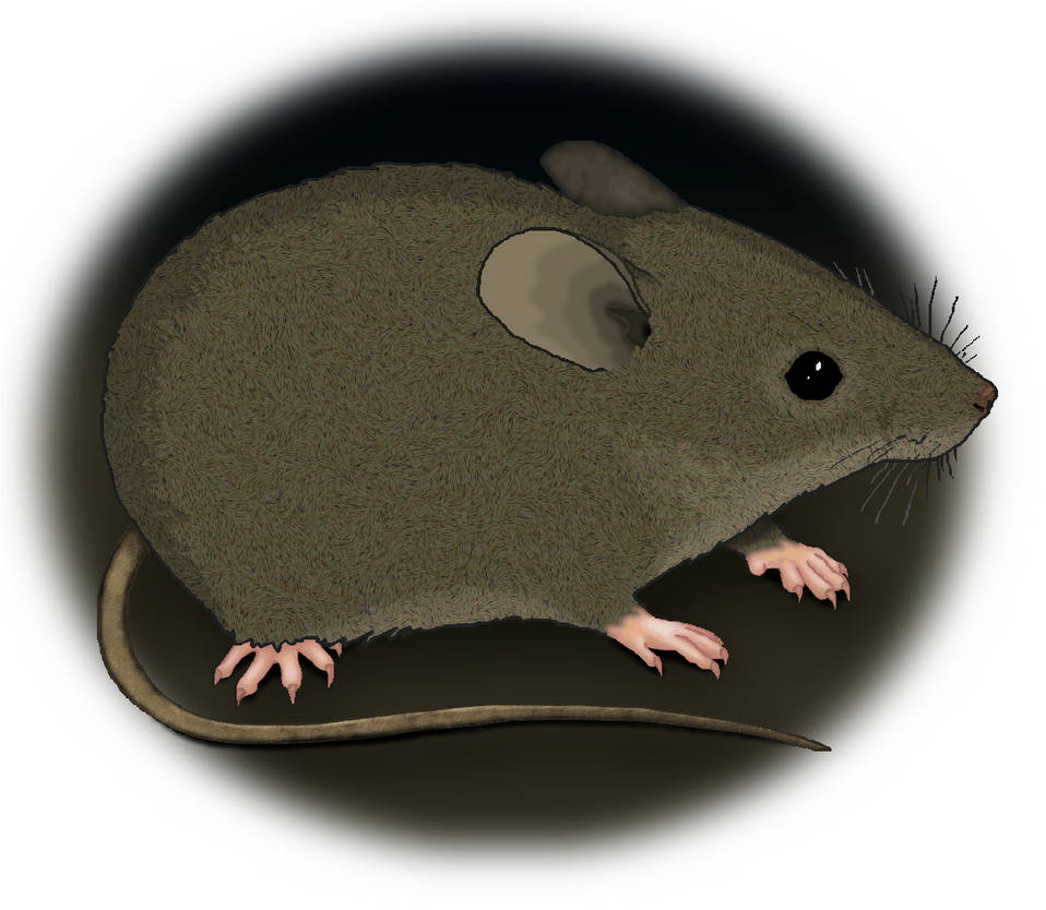 Grery Mouse Grey Mouse by MisterBug on DeviantArt