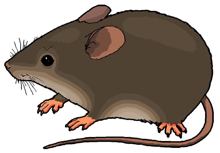 Mouse Clipart by MisterBug on DeviantArt