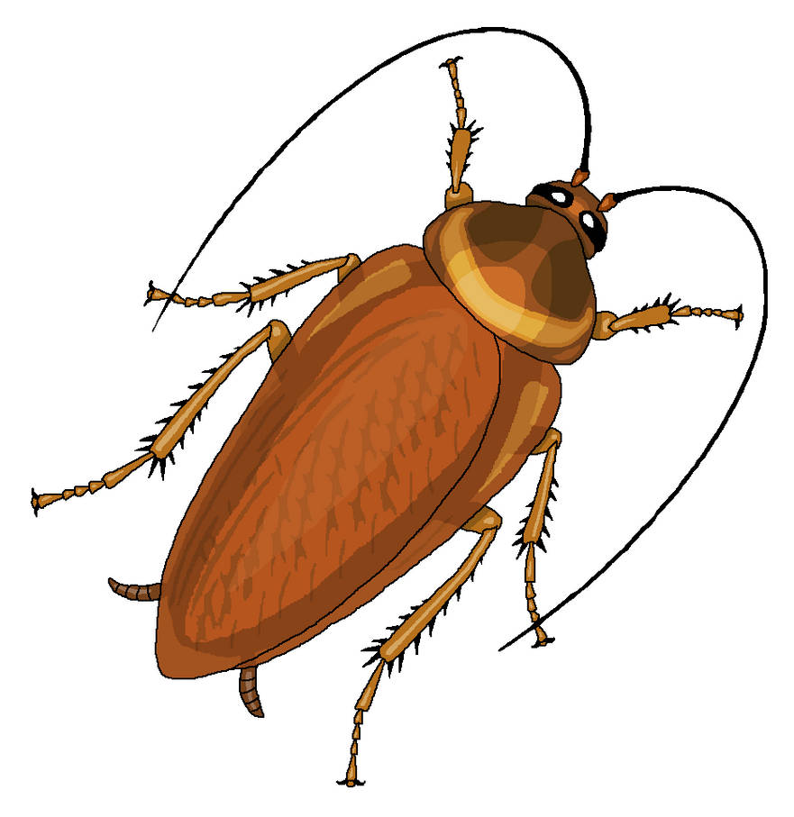 Cockroach Clipart by MisterBug on DeviantArt