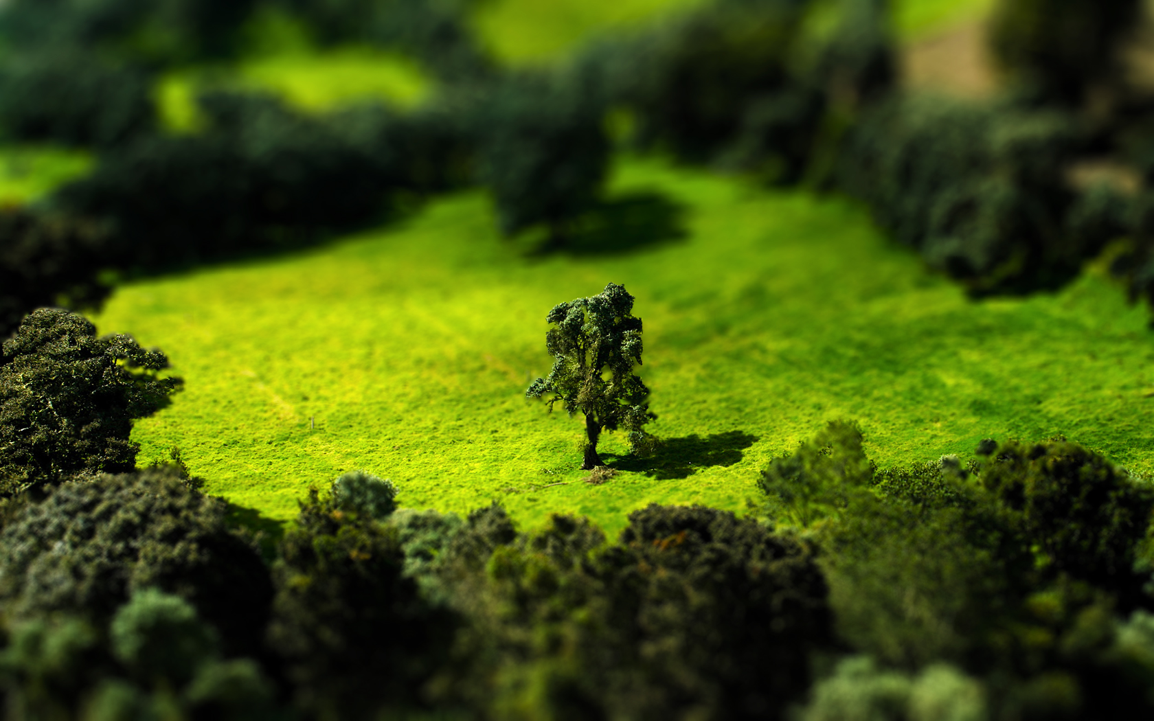 Tilt Shift Meadow