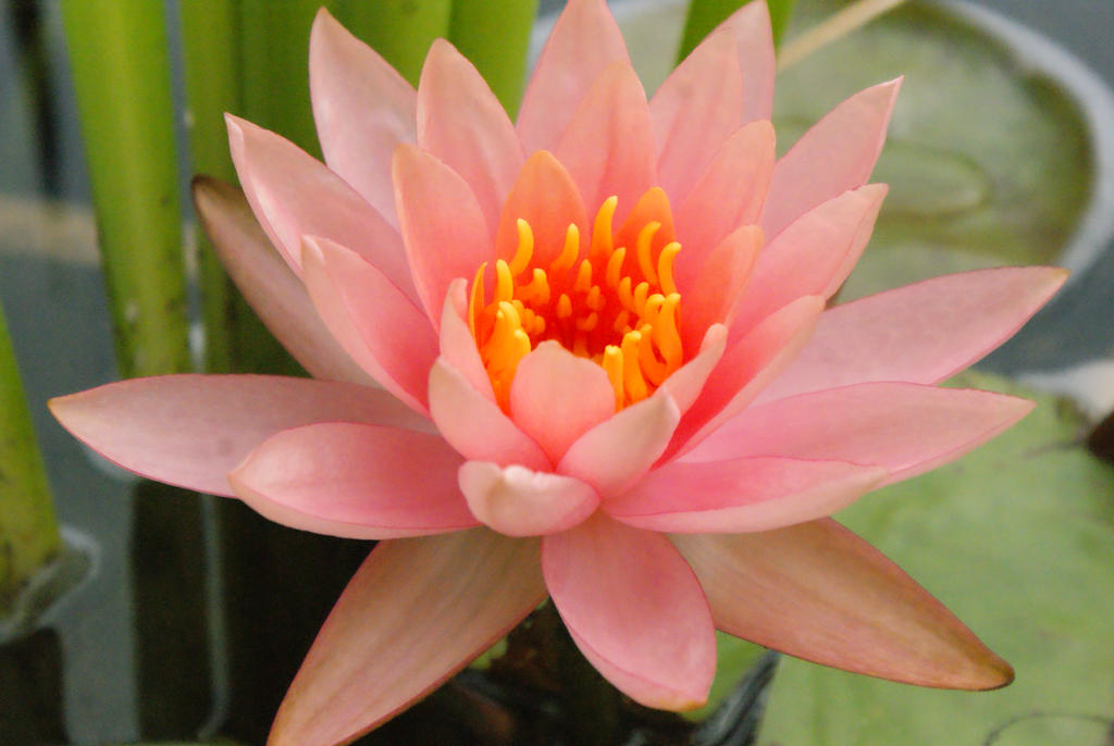 Pink by KitFox17 on DeviantArt