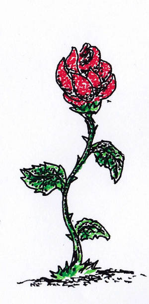 Rose
