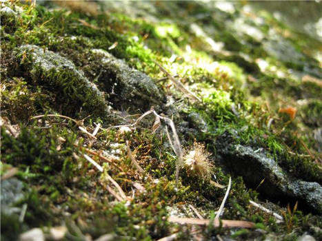 A Mossy Scenery.