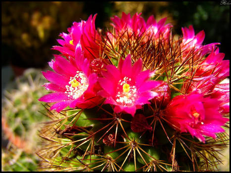 The flowers of the cactus