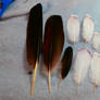 Yellow-billed Stork feathers