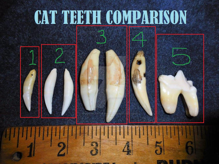 Cat Teeth Comparison by urbanarthermit on DeviantArt