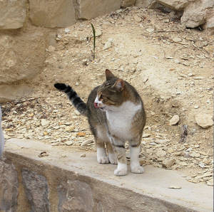 Lindo gatito esperando comida