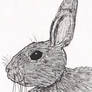 Sketch of a rabbit