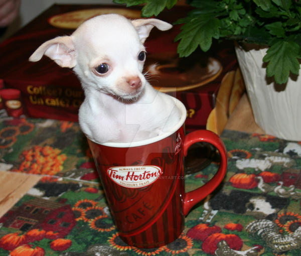 Coffee Cup Chihuahua