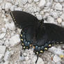 Dark Swallowtail Butterfly