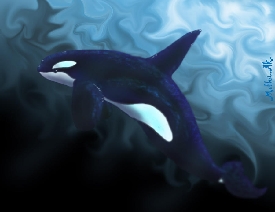 Orca abstract by Moeyak on DeviantArt