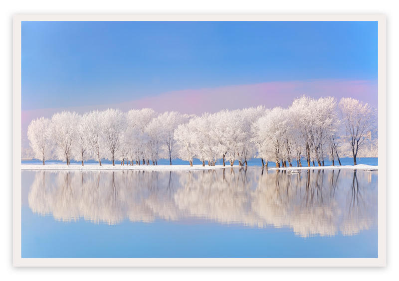 winter trees by jordache