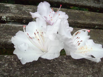 flowers on a bench