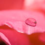 Rose drop 4