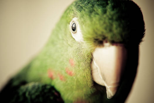 White eyed conure 2