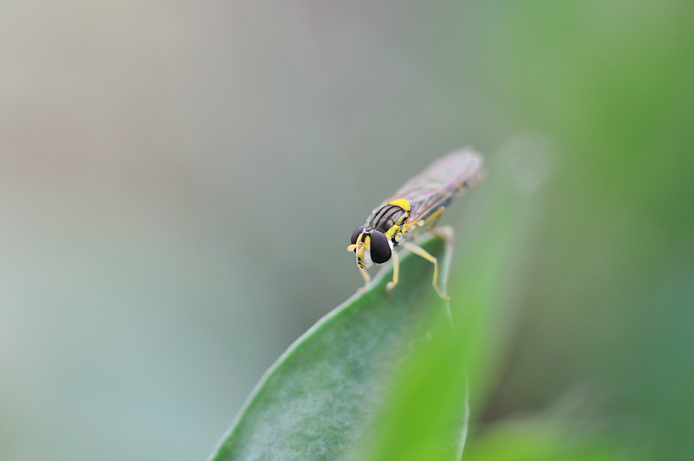 in the garden