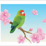 Peach-Faced Lovebird