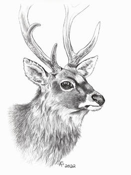 Sika Deer
