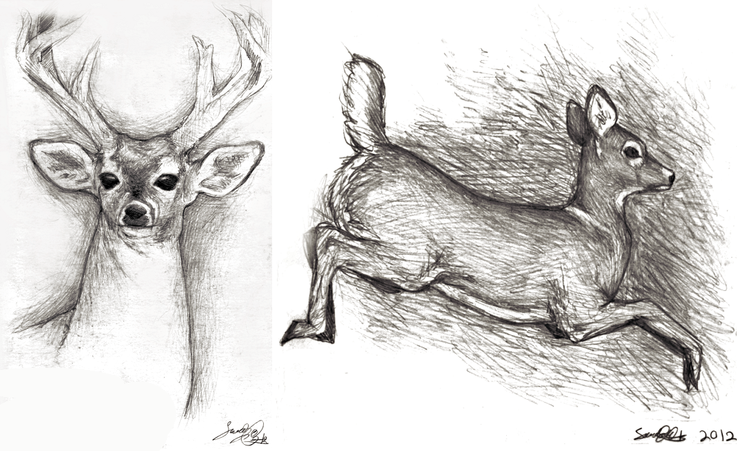 Deer Sketches I