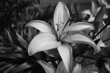 Stargazer Lily