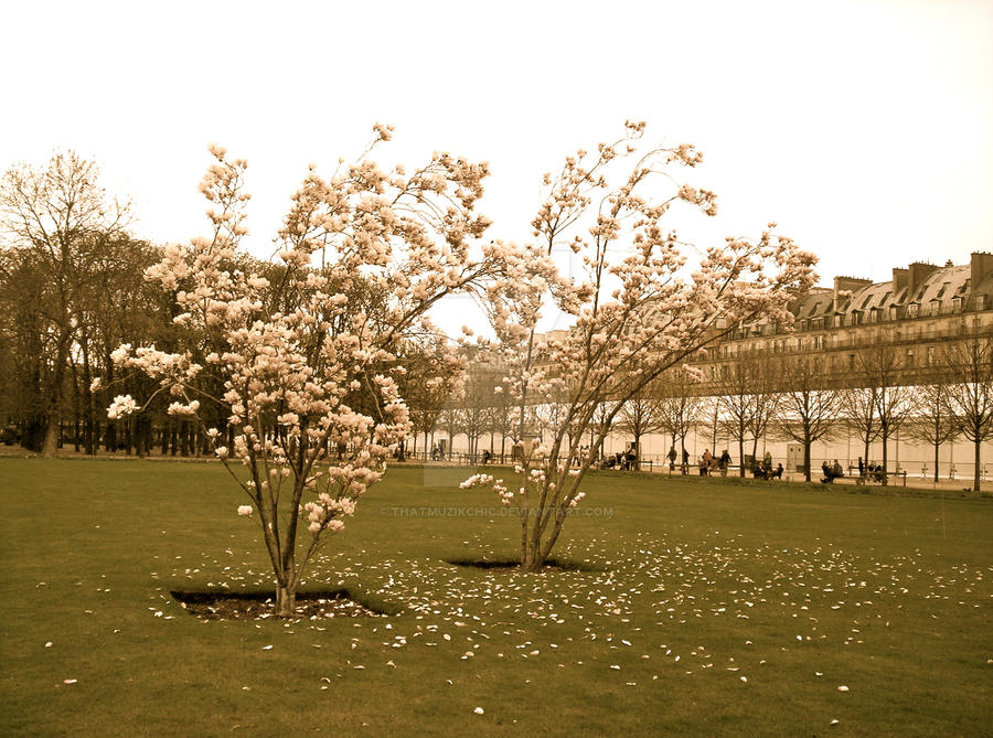 Sweet French Trees