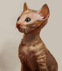 Cornish Rex Kitten