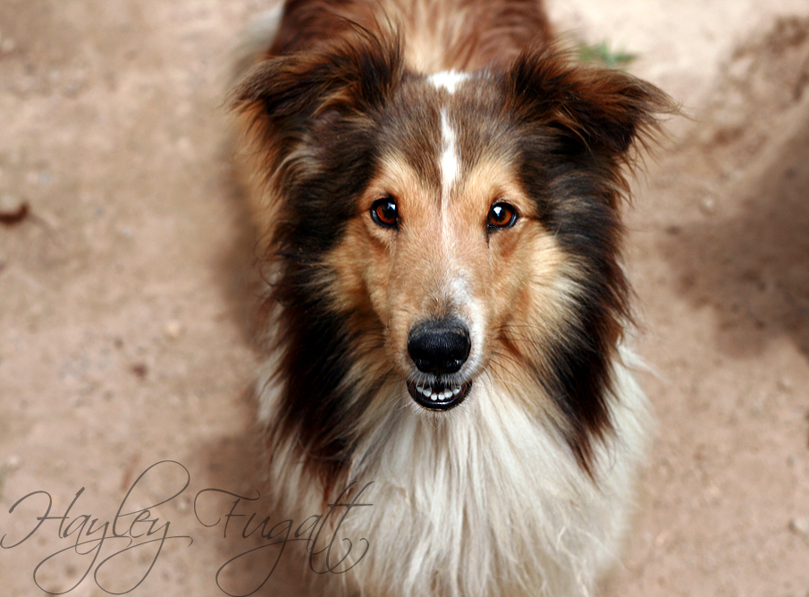 Stray Sheltie