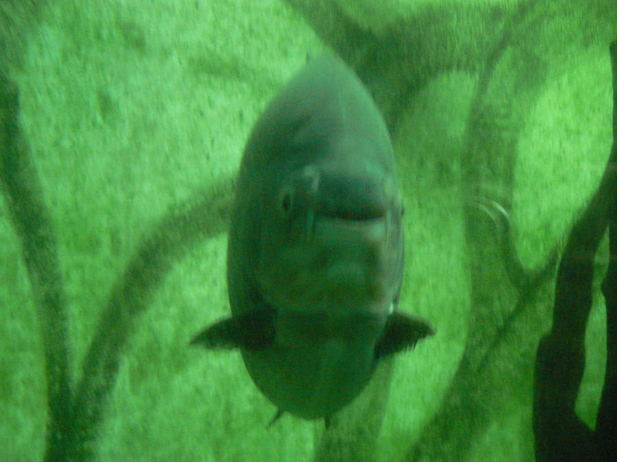 Pacu by computerfan on DeviantArt