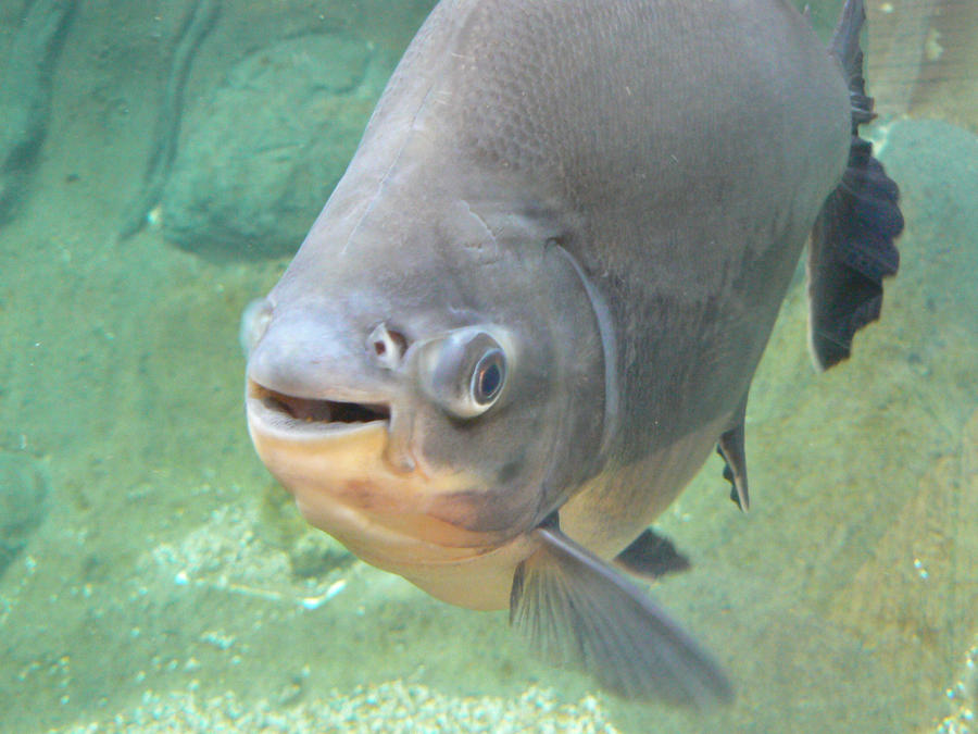 P-P-Pacu... by computerfan on DeviantArt