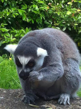 Proof that lemurs are evil.