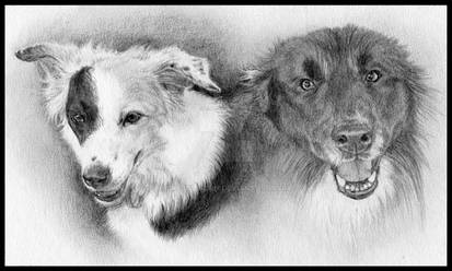 Double Dog Portrait