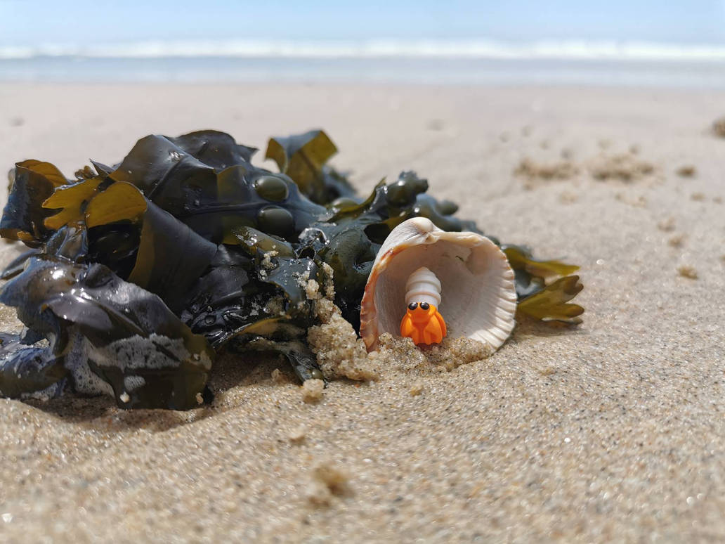 Lonely shell by BiggaPT8 on DeviantArt