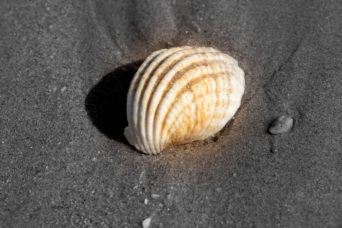 Lonely Shell by BiggaPT8 on DeviantArt
