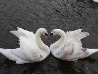 Swans Meeting