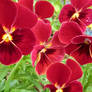 red primroses