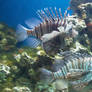 National Marine Aquarium - Cornwall 5