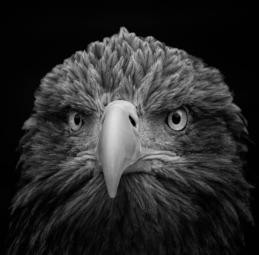 My Image 4
