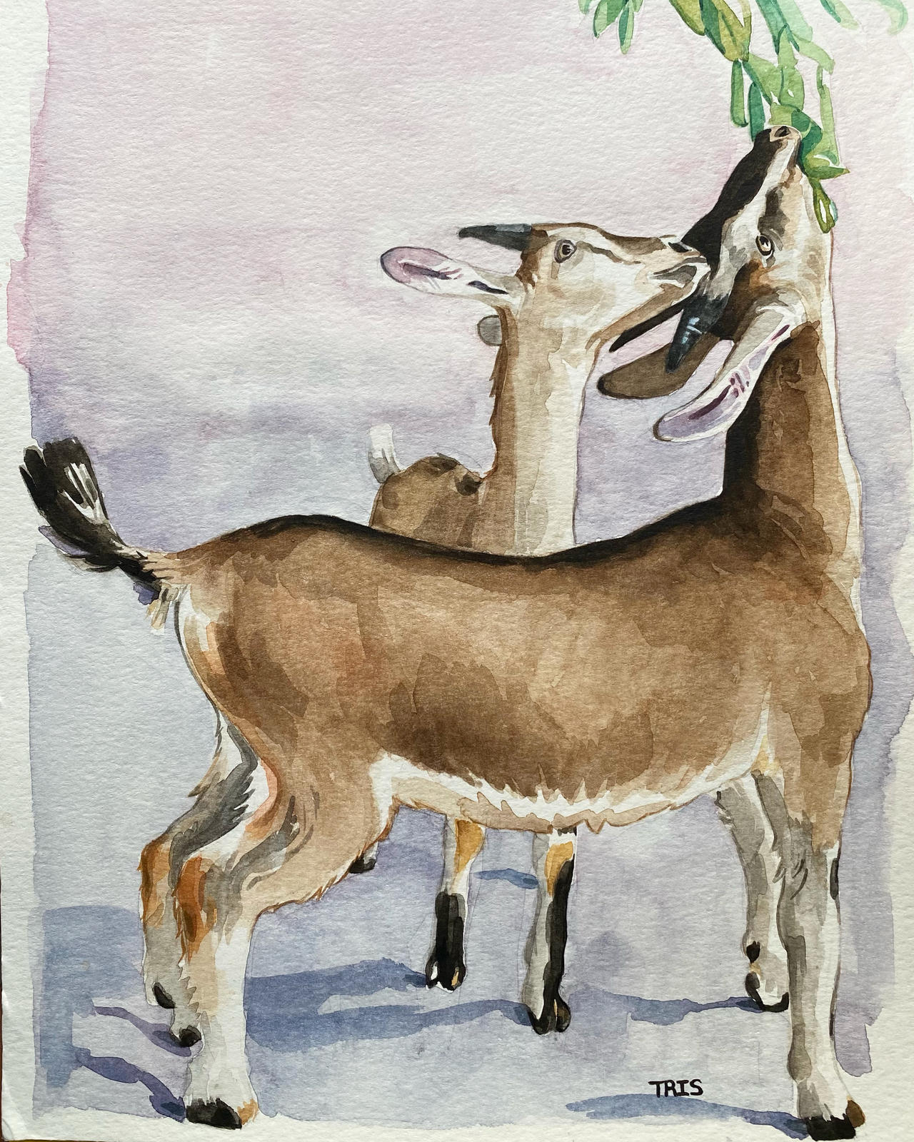 Deviantart Goatse Goats by Trisannia on DeviantArt