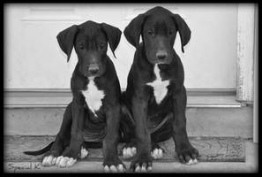 Great Dane Puppies 1