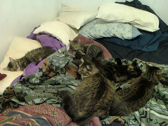 Bed fulla Cats