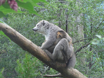 Lemur Mum with Baby