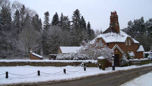 Firs in Winter 15