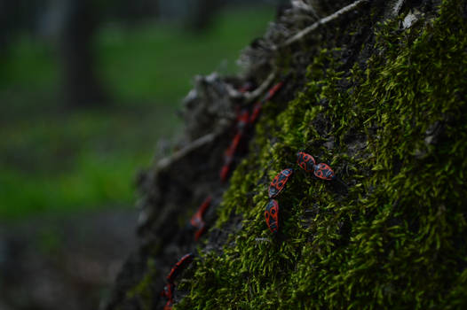 Nature/Insects